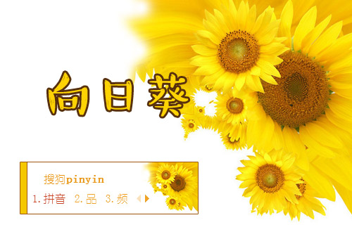 向日葵