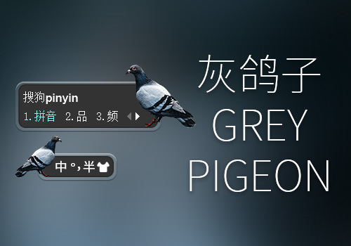 灰鸽子