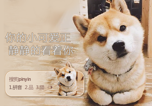 柴犬小可爱
