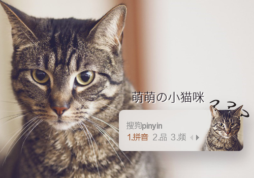 小喵？？？