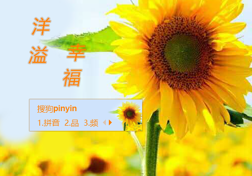 太阳花